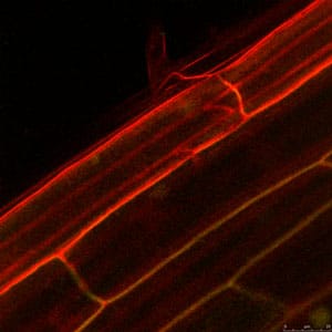 Types Of Root Cells