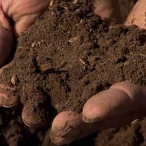 Types Of Soil Of India