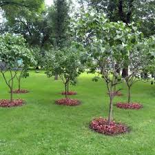 Types Of Trees For Gardens