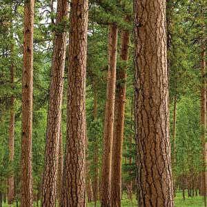 Types Of Trees Used For Lumber