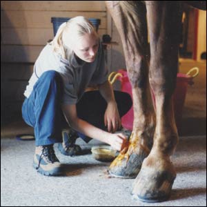 Types Of Veterinary Careers