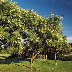 Types Of Yard Trees